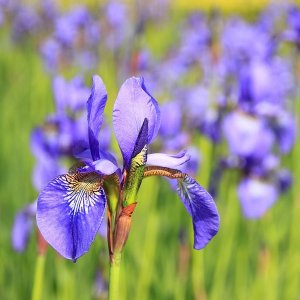 Kosatec sibírsky (Iris sibirica) ´PERRY´S BLUE´, kont. C1L